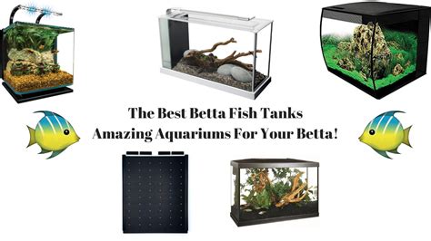 beta fish tank|The 7 Best Betta Fish Tanks For 2024 [Tested And Reviewed].